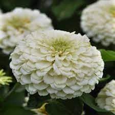 white heirloom flower seeds