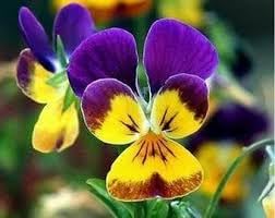 Flower Seeds, Seeds for Planting, Plant Seeds