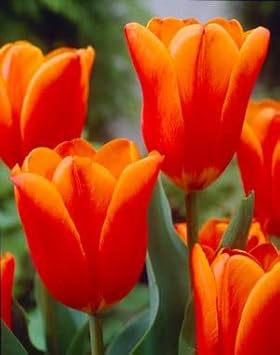 Flower Seeds, Seeds for Planting, Plant Seeds