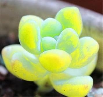 Flower Seeds, Seeds for Planting, Plant Seeds