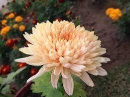 Flower Seeds, Seeds for Planting, Plant Seeds