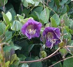 Flower Seeds, Seeds for Planting, Plant Seeds