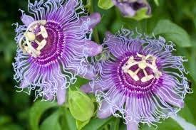 Flower Seeds, Seeds for Planting, Plant Seeds