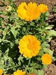 Flower Seeds, Seeds for Planting, Plant Seeds