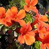 orange mimulus flower seeds