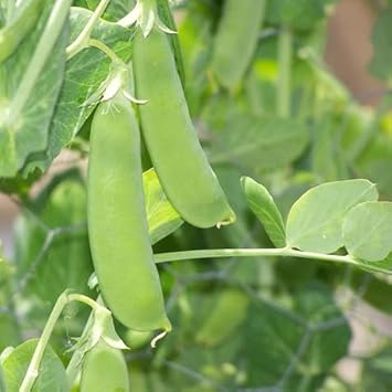 Snow Pea Vegetable Seeds for Planting
