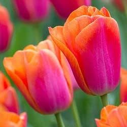 Flower Seeds, Seeds for Planting, Plant Seeds