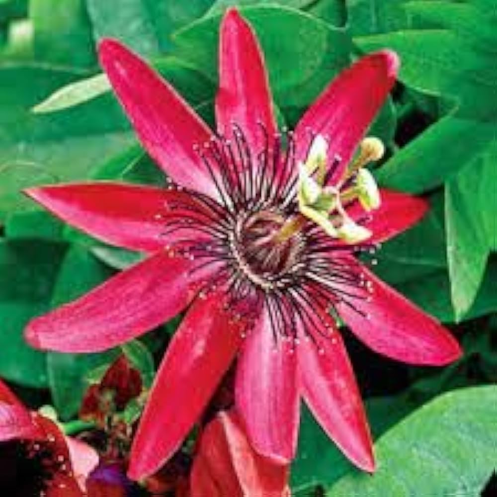 bonsai passion flower seeds