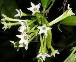 Flower Seeds, Seeds for Planting, Plant Seeds
