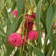 Flower Seeds, Seeds for Planting, Plant Seeds