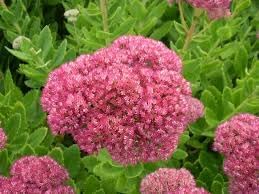 spectabile flower flower seeds