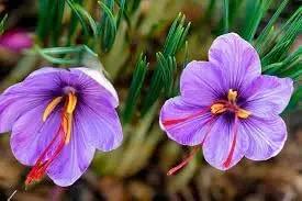 sativus flower flower seeds