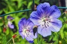 cranesbill flower flower seeds