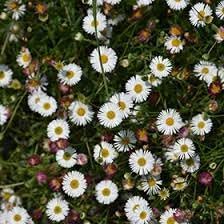 erigeron karvinskianus flower seeds