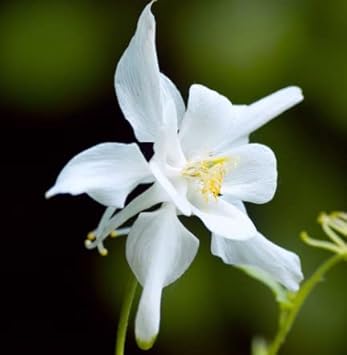 Flower Seeds, Seeds for Planting, Plant Seeds