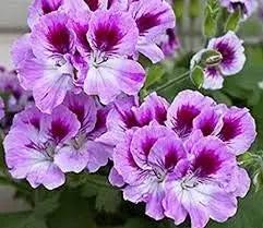 violet red flower seeds