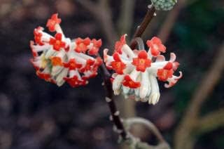 red edgeworthia flower seeds