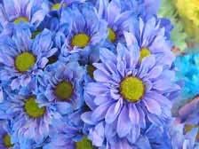 blue yellow flower seeds