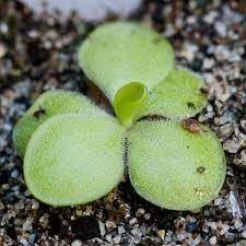 pinguicula plant flower seeds