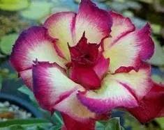 cream pink flower seeds
