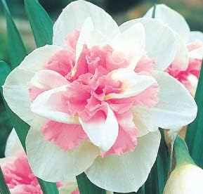 pink baby flower seeds