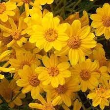 heirloom non flower seeds