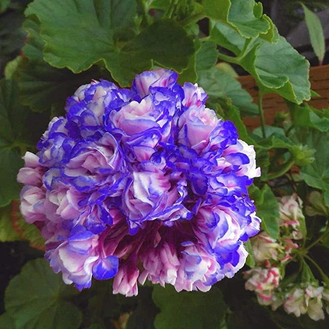 Geranium White Blue Flower Seeds for Planting 100 pcs