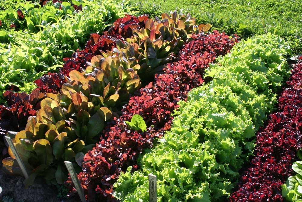 Mixed Lettuce Seeds for Planting | Heirloom, Non-GMO, High Germination, Organic Garden Seeds