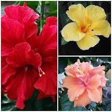 hibiscus flower flower seeds