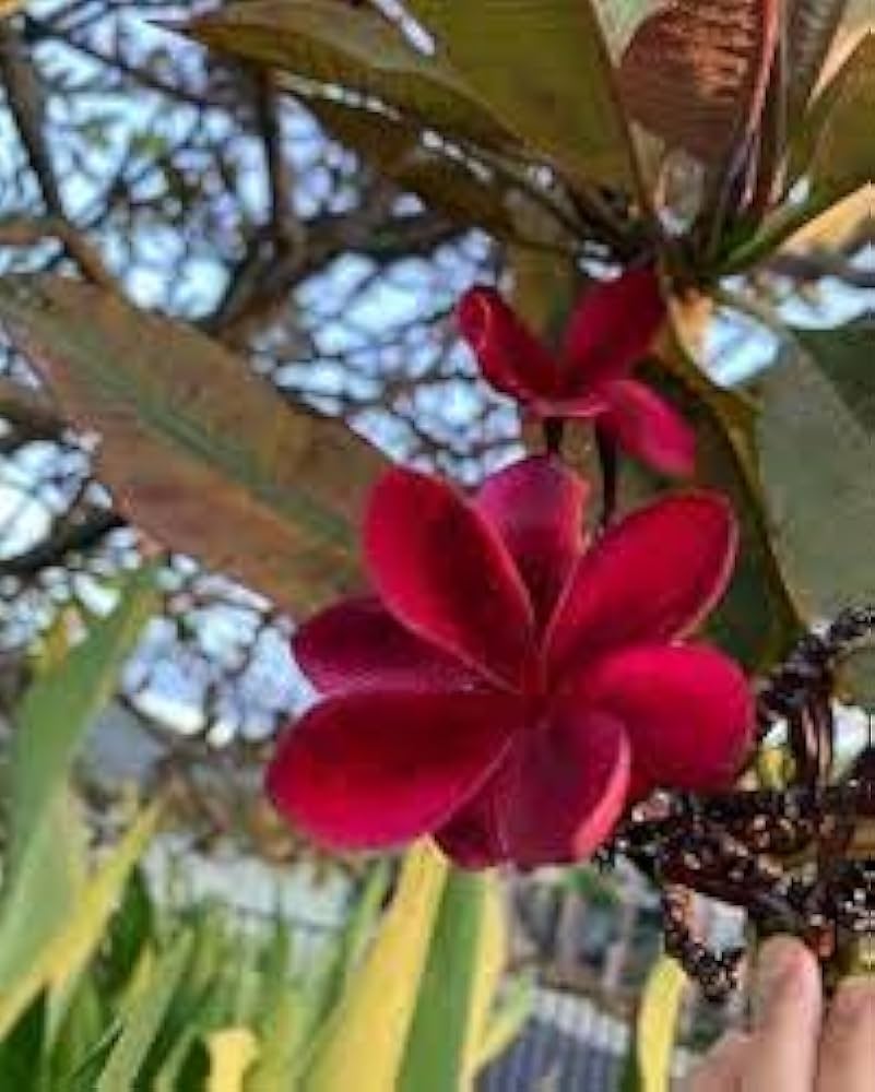 Heirloom Non-GMO Maroon Frangipani Flower Seeds for Planting – Exotic Fragrant Blooms Organic Garden Seeds