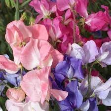 pea flower flower seeds