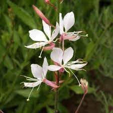 gaura flower flower seeds