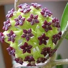 carnosa flower flower seeds