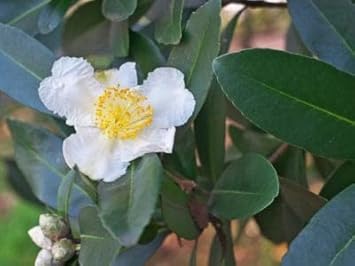 Flower Seeds, Seeds for Planting, Plant Seeds