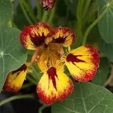 multi nasturtium flower seeds