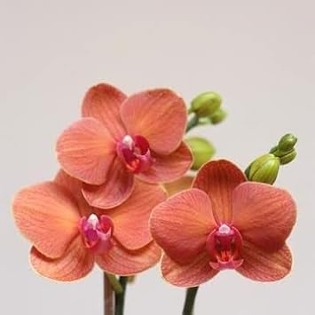 peach phalaenopsis flower seeds