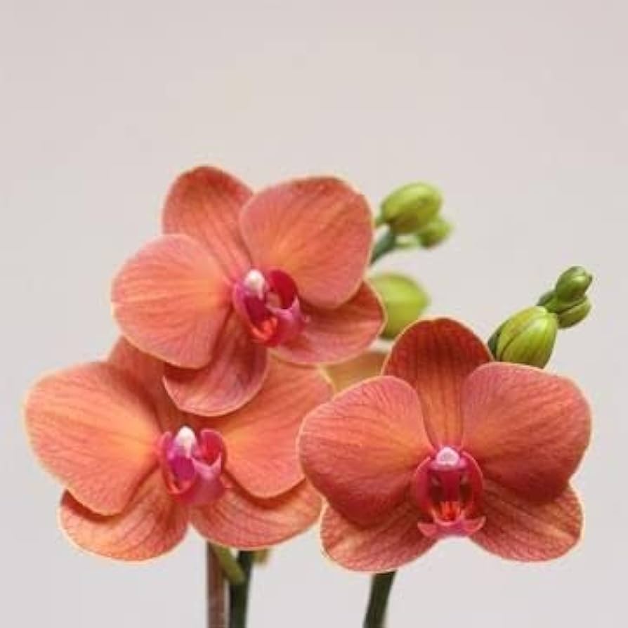 Orange Orchid Flower Seeds – Heirloom Non-GMO High Germination Seeds for Home and Garden Planting