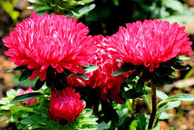 chrysanthemum chrysanthemum flower seeds