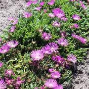 fuschia ice flower seeds