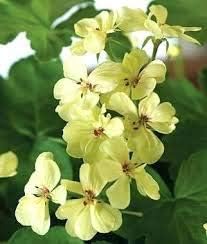 Flower Seeds, Seeds for Planting, Plant Seeds