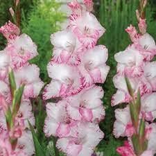 Flower Seeds, Seeds for Planting, Plant Seeds