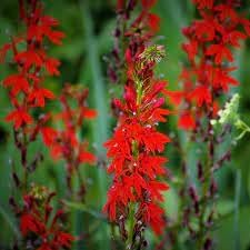 Flower Seeds, Seeds for Planting, Plant Seeds