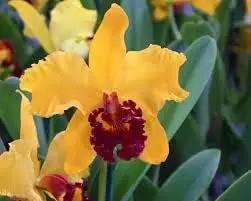 yellow cattleya flower seeds