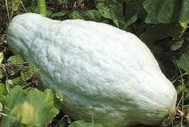 Heirloom Non-GMO Hubbard Squash Seeds for Planting