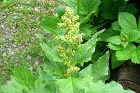 Flower Seeds, Seeds for Planting, Plant Seeds