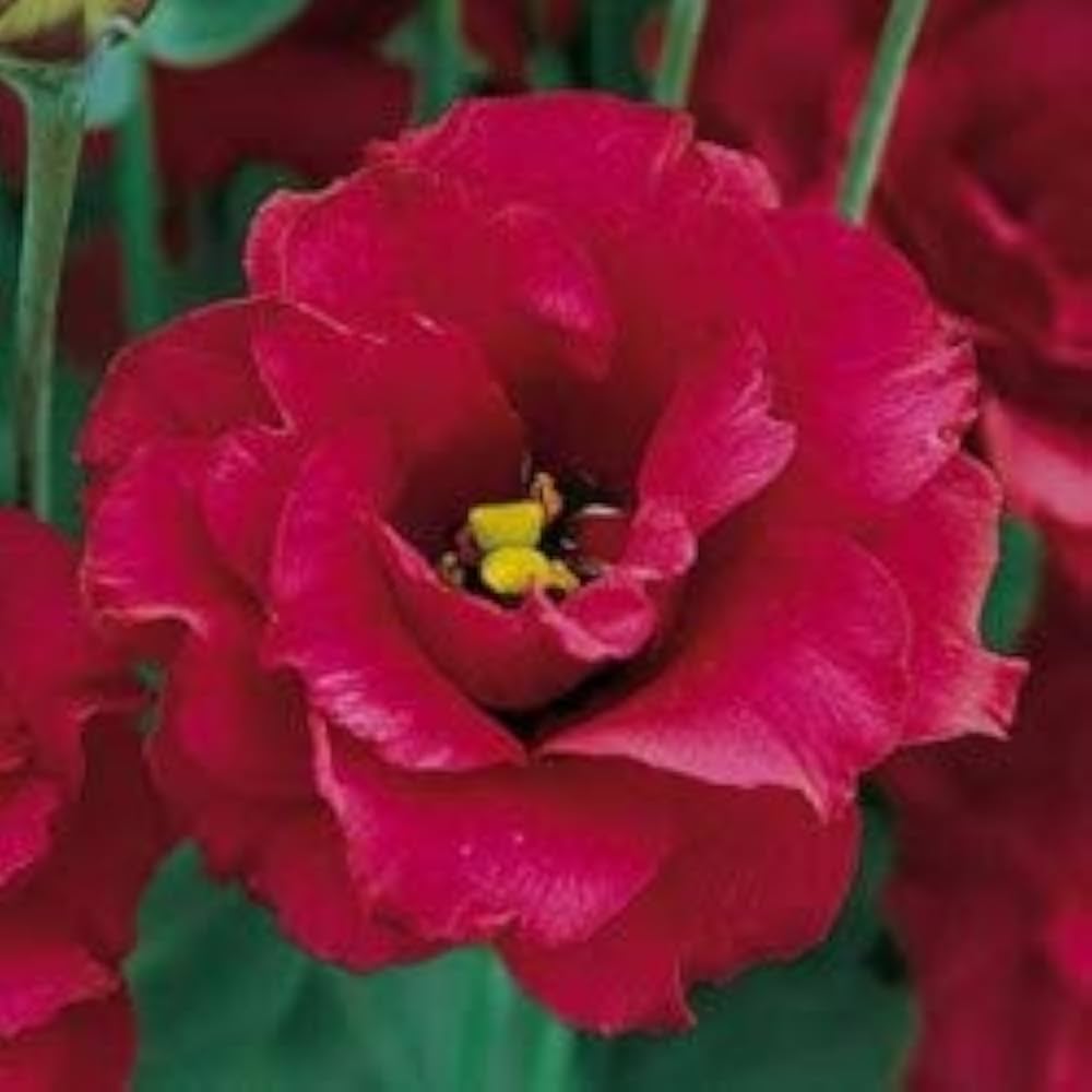 Lisianthus Red Flower Seeds for Planting - Heirloom, NON-GMO, Easy to Grow Garden Blooms