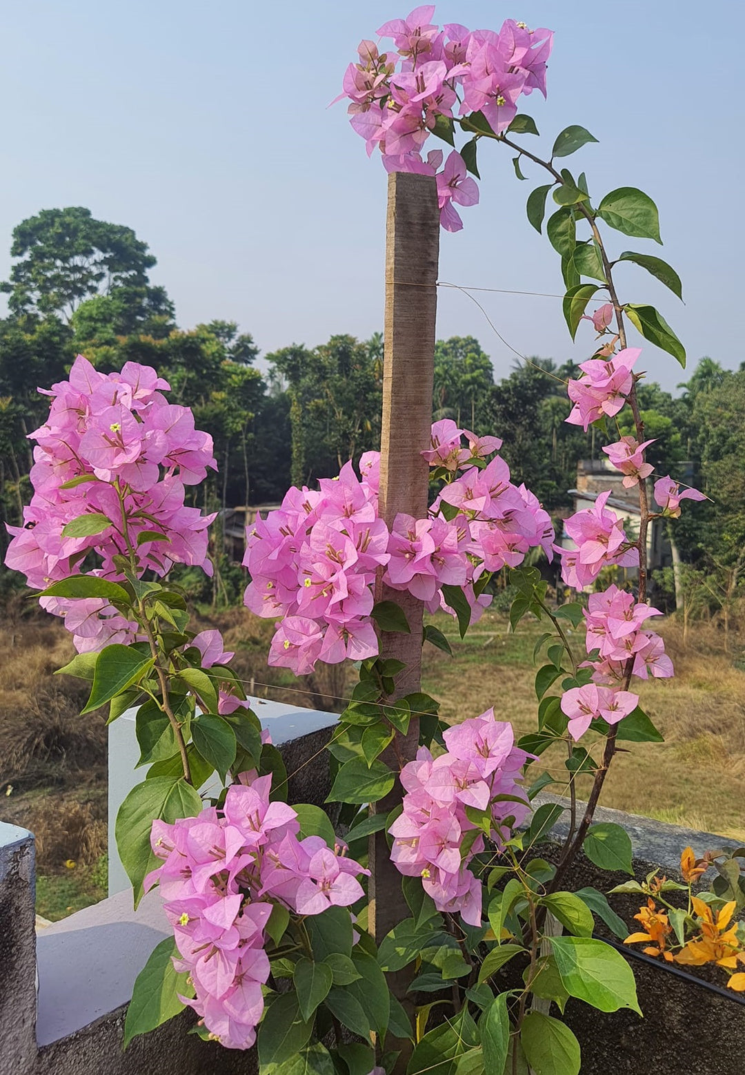 Lyserøde Bougainvillea Blomsterfrø - 100 stk