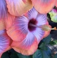 Flower Seeds, Seeds for Planting, Plant Seeds