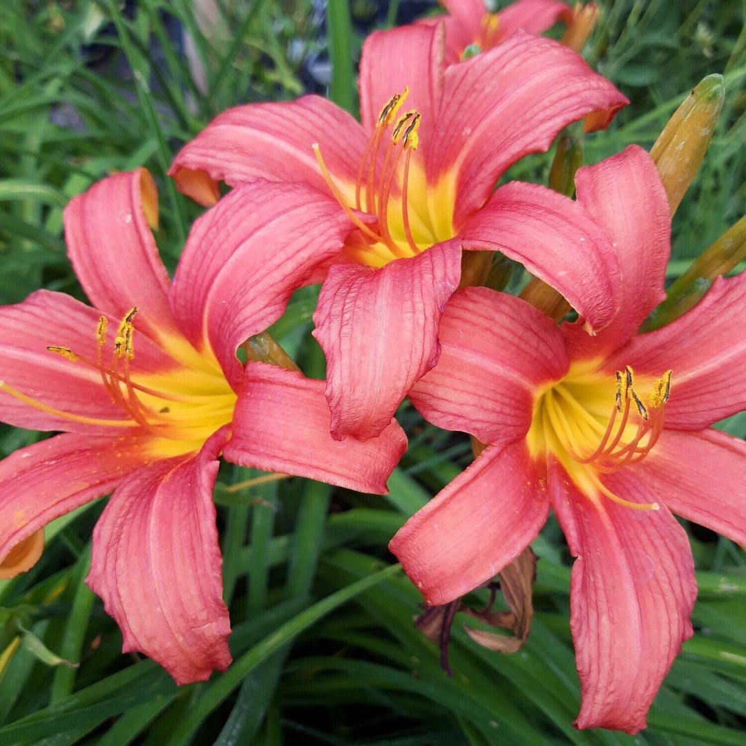 pink pink flower seeds