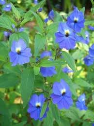 Flower Seeds, Seeds for Planting, Plant Seeds